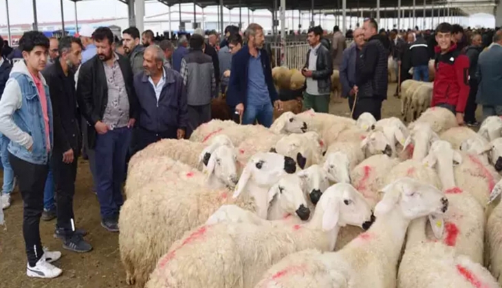 İl il küçükbaş ve büyükbaş kurbanlık fiyatları belli oldu: Kurbanlık canlı hayvan kilo fiyatları 2024!