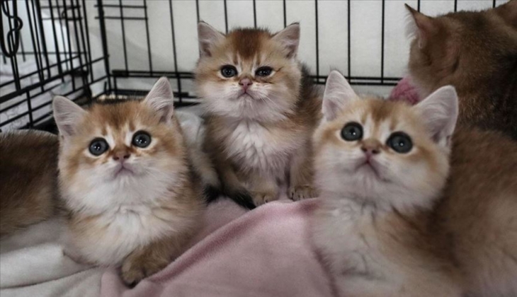 Evcil hayvanı olanlar dikkat! Bunu mutlaka yaptırmanız gerekiyor! Tüylü dostunuzdan olmayın!