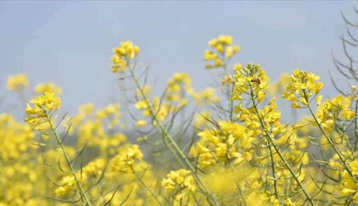 Çiftçilere yüzde 75 hibeli kanola müjdesi! Kanola fiyatları kaç TL? 20 Eylül 2022 fiyat listesi...