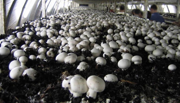 Girişimcilere müjde! Bunu yetiştirirseniz devlet desteği alırsınız