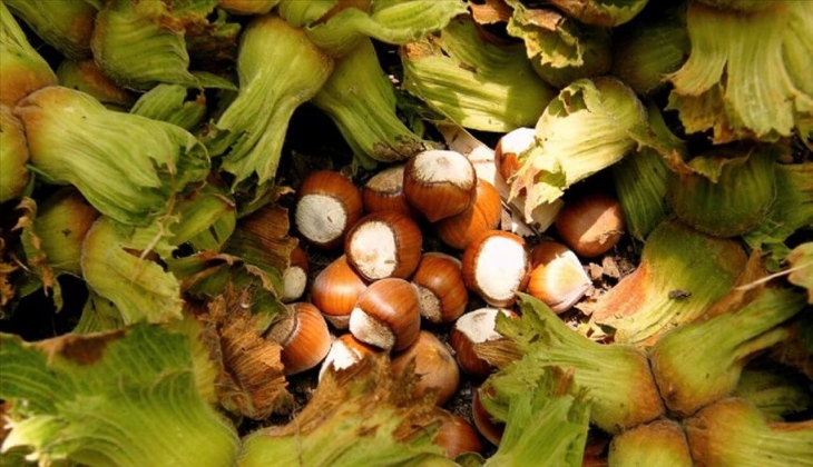 Fındık fiyatlarında sürpriz gelişme! 1 haftada tam 2 lira arttı!12 Ocak 2023 Fiyat Listesi