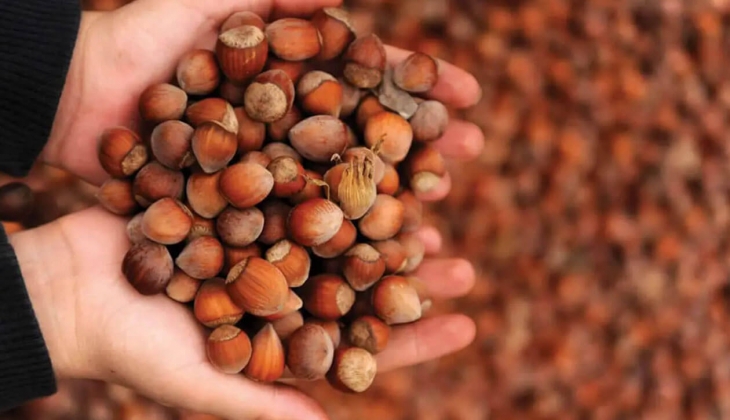 Çiftçiler dikkat! İl il fındık fiyatları açıklandı! 24 Mart 2023 fiyat listesi