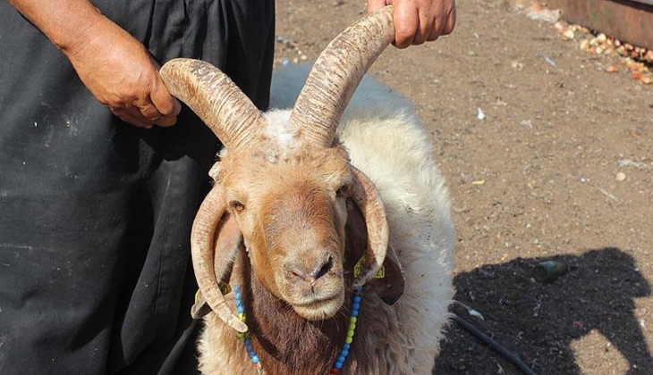 İl il küçükbaş ve büyükbaş kurbanlık fiyatları belli oldu: Kurbanlık canlı hayvan kilo fiyatları 2024!