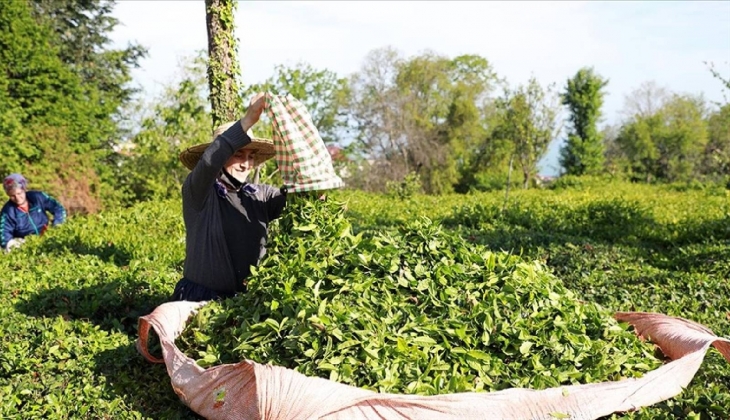ÇAYKUR bu yıl 591 bin tonu aşkın yaş çay alımı gerçekleştirdi