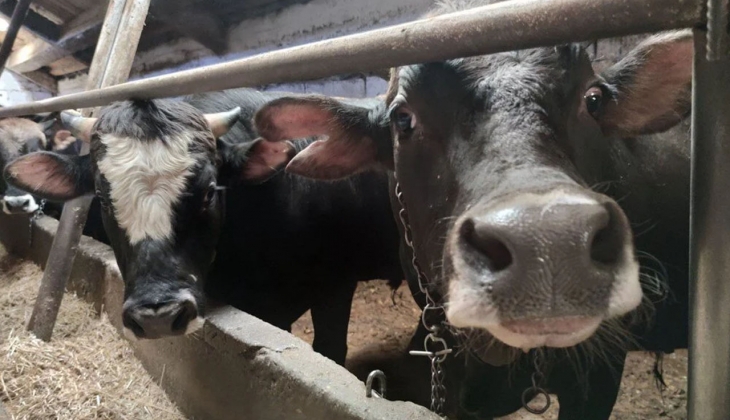 En ucuz kurbanlıklar nerede satılıyor? Hangi market zam oranını arttırdı?