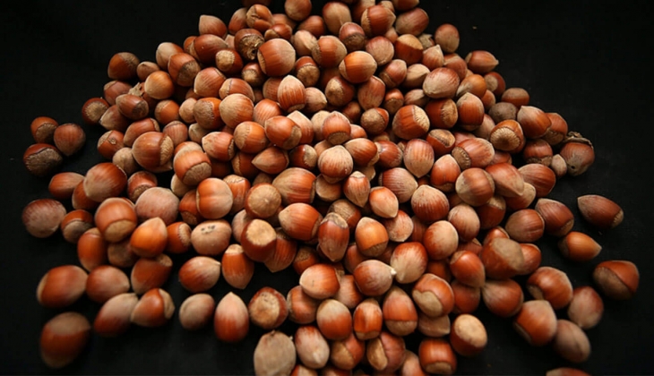 TMO resmen fındık alımlarına başlıyor! 60 a yakın noktada fındık alımı yapacak!