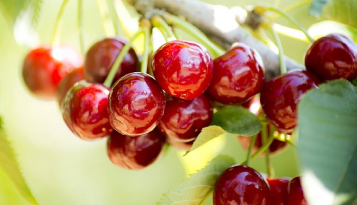 Türk çiftçisinin gözbebeği! Toprağın bereketli çocuğu, verimiyle gözleri kamaştırdı! Yeni hedef ilginç