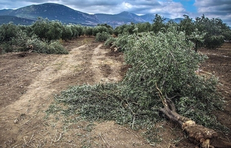 Danıştay Yırca'daki santral için durdurma kararı verdi!