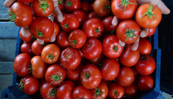 Domates tarihi zirveyi gördü! Halde kg fiyatı 15 TL olan domates A101, Carrefoursa, MİGROS ta kaç TL? İşte fiyat listesi