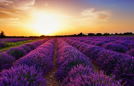 Çiçek üretimi için arazi aranıyor!