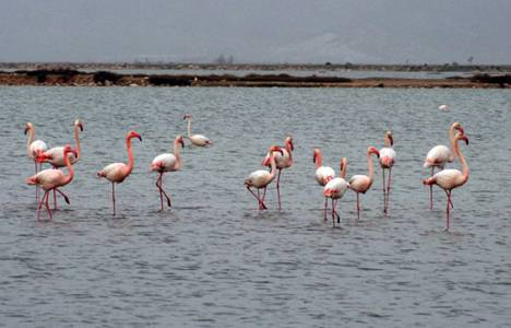 TTA Gayrimenkul AŞ'nin Çamaltı Tuzlası arazilerinin satışı iptal edildi!