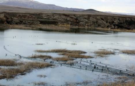 Hafik Gölü'nü kuraklık vurdu!