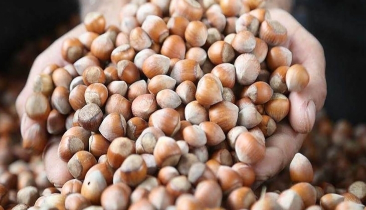 28 Eylül 2023 fındık fiyatları: Sakarya, Giresun, Ordu, Samsun, Trabzon, Düzce, Zonguldak fındık fiyatları ne kadar?