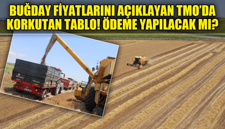 Buğday fiyatlarını açıklayan TMO'dan büyük zarar! Çiftçinin ödemesi yapılacak mı?