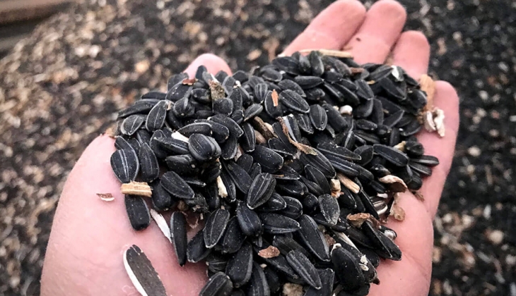 Ayçiçekte hasat dönemi başladı! Ayçiçek fiyatları bugün kaç lira oldu? 23 Eylül 2022 fiyat listesi...