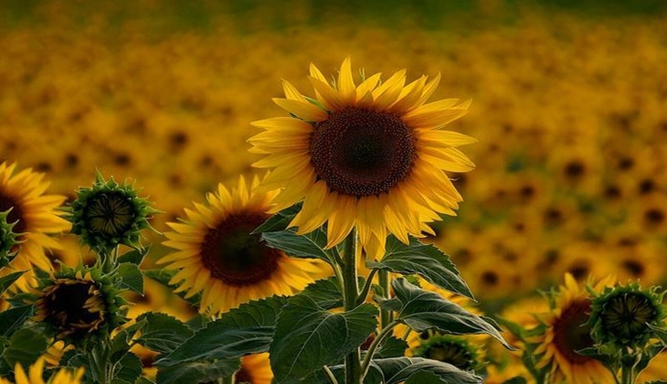 Ayçiçek fiyatları bugün hangi borsada kaç lira? Ayçiçek fiyatı yükseldi mi? İşte 27 Ekim 2022 fiyat listesi...