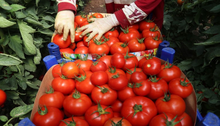 Lezzeti ve raf ömrüyle öne çıkan Burdur’da yetişen yayla domatesi yurt dışında yoğun talep görüyor!