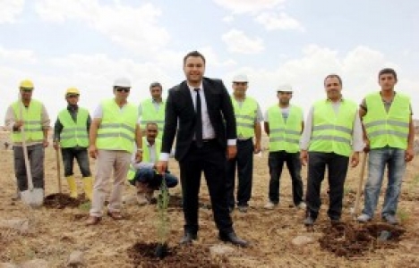 Ediz İnşaat İshaliye'de bin adet fidan dikti!