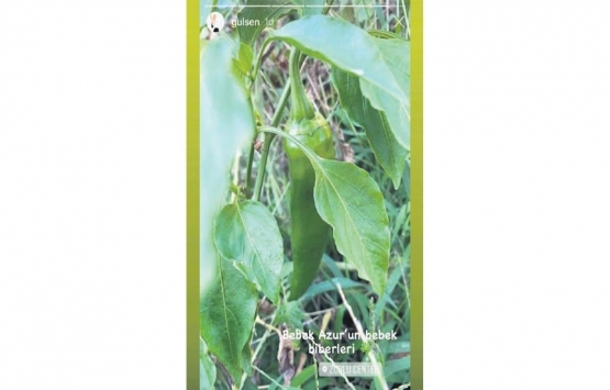 Gülşen 15 milyon liralık evini çiftliğe çevirdi!