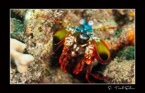 Akbatı AVM Macro’nun Adı Lembeh Sualtı Fotoğrafları Sergisi’ne ev sahipliği yapıyor!