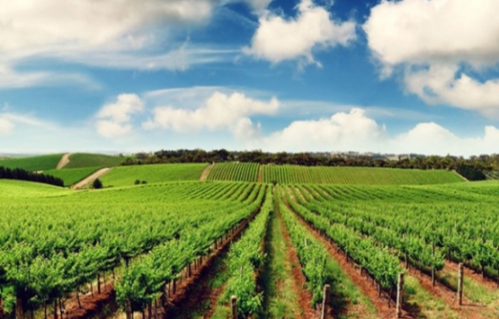 Tarım Arazileri Tüzüğü tam metni 2009!