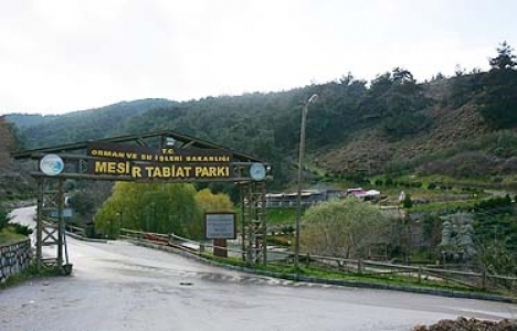 Mesir Tabiat Parkı'nı Yunusemre Belediyesi işletecek!