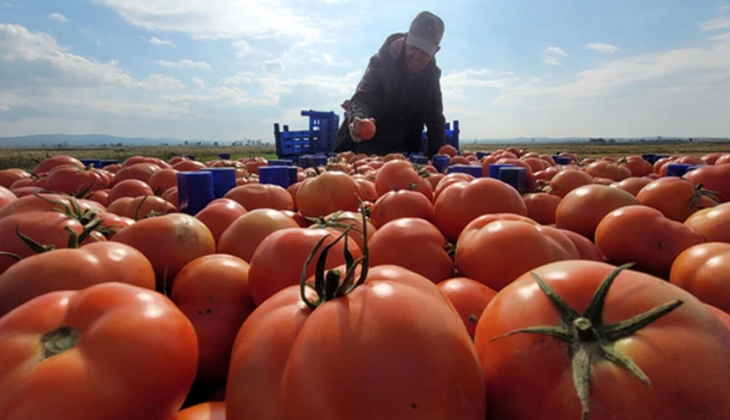 İstanbul Hal inde 1 kg domates kaç TL? Halde sebze meyve fiyatları ne kadar? 28 Eylül 2022 fiyat listesi