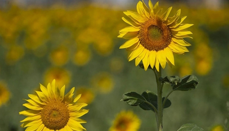 Ayçiçeği avans ödemesi fiyatları belli oldu