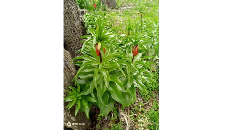 Sadece 20 gün yaşıyor! Bu çiçeği koparmanın cezası 244 bin TL!