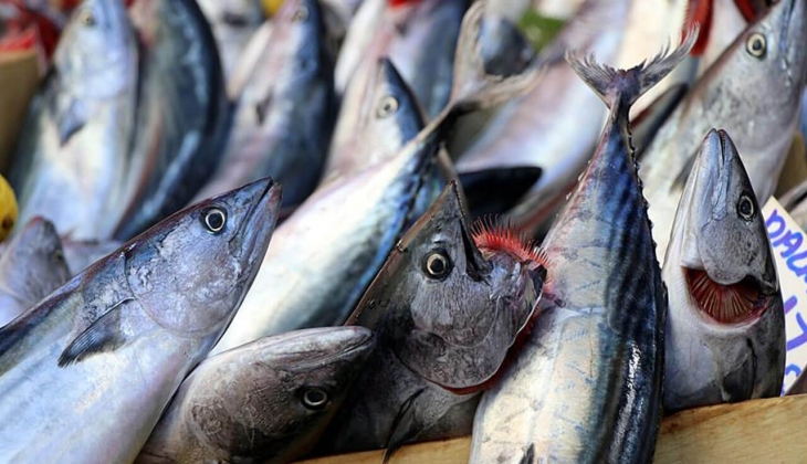 Palamutlar tezgahlara çıktı! Sezonun ilk palamutlarının bu fiyatlara satılacağı beklenmiyordu!