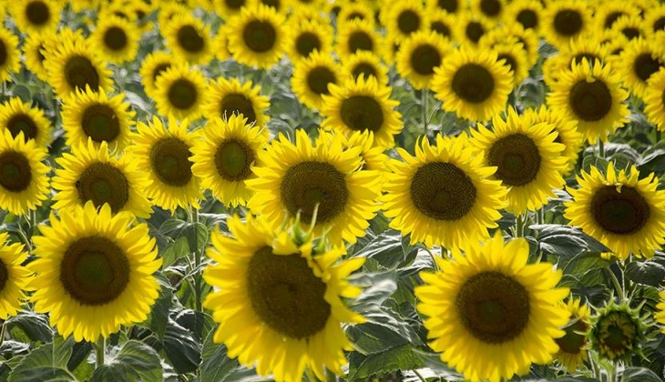 Ayçiçek yağına yeni vergi mi geliyor? İşte yeni düzenlemeye dair detaylar!