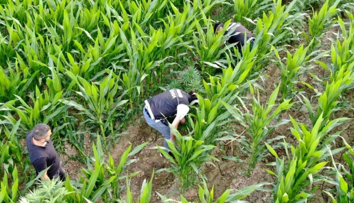 Tarım İl Müdürlüğünden çok önemli ikaz! Artık mısır bu fiyattan satılacak