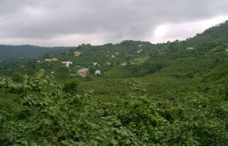 2B 6831 Sayılı Orman Kanunu'nun kapsamı!