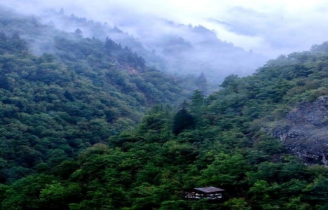 Artvin Cerattepe'deki ağaç kesimi iddaları yalan mı?