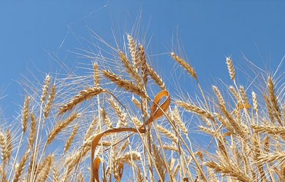Buğday fiyatları uçuyor! Stoklar azaldı!