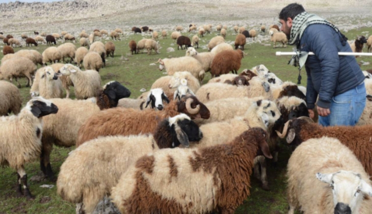Çiftçilere koyunlarla ilgili çok müjdeli haber! Resmi imzalar atıldı 