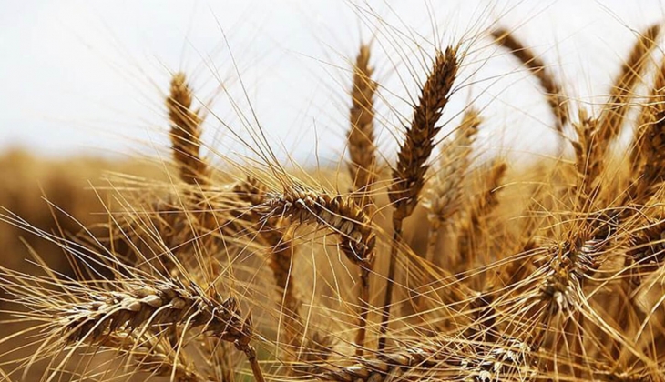 Buğday, arpa, mısır fiyatlarında yeni hafta depremi! Borsalar bir bir duyurdu! Çiftçilere flaş haber!