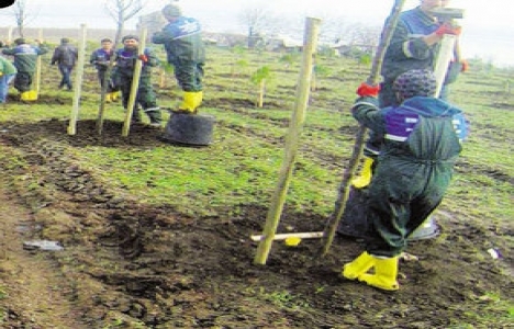 İstanbul Büyükşehir Belediyesi'nden yeşil atak!