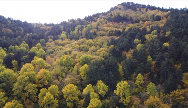 Ormanlardaki kaçak binalar karara gerek olmadan kaldırılacak! Resmi Gazete de karar yayımlandı! 