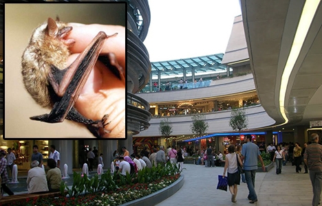 Kanyon AVM'de panik: Denediği kıyafetten yarasa çıktı!