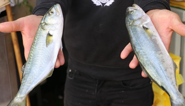 Ankara Balık Hal fiyatları açıklandı! Hamsi, kalamar, karides, somon ne kadar? İşte 26 Kasım 2022 fiyat listesi