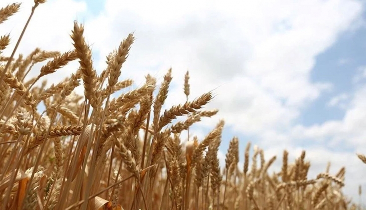  Milyonlarca çiftçinin beklediği haber geldi! İşte 15 Haziran 2023 Buğday taban alım fiyatları