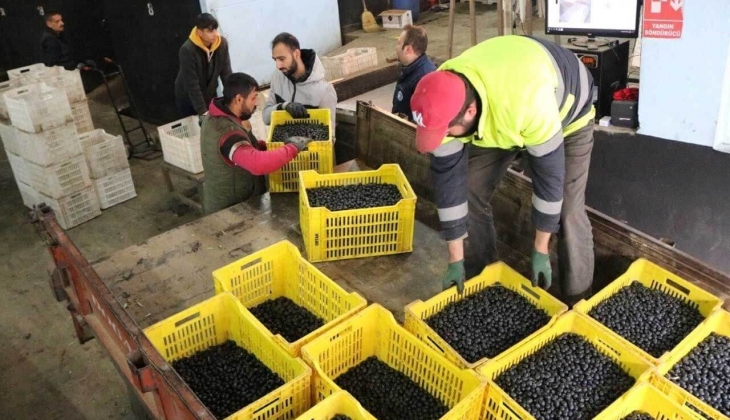 Kredi desteği 3 liradan 10 liraya çıkarıldı! Marmarabirlik’ten rekor tahsis!