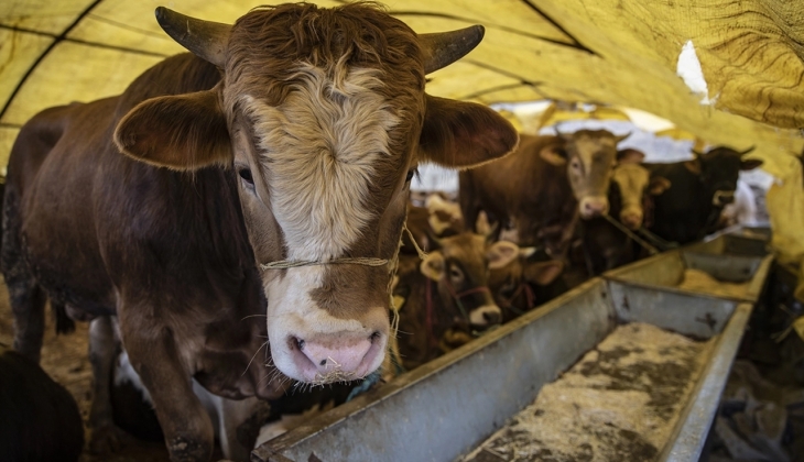 Diyanet 2022 yılı kurban vekalet ücretlerini açıkladı