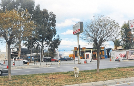 İzmir İnciraltı'nda yıkım şoku!