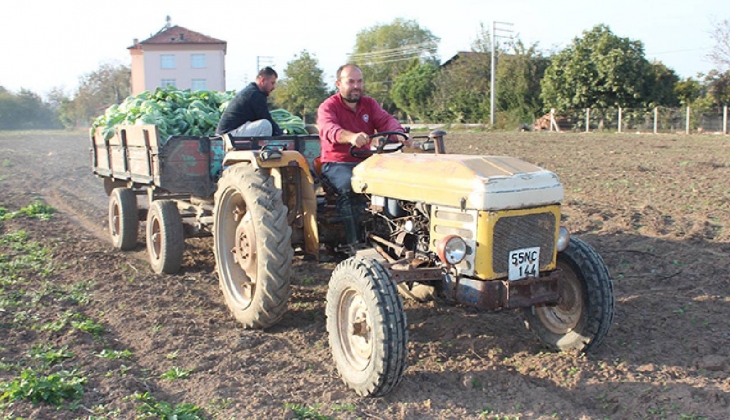 Bir üründen müjde geldi! Çok yüksek rekolte olacak 