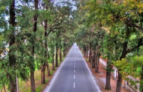 Ağaçlı Yol'da gözler ihale iptali davasında!