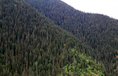 Ormanlar nasıl tesis edilir?