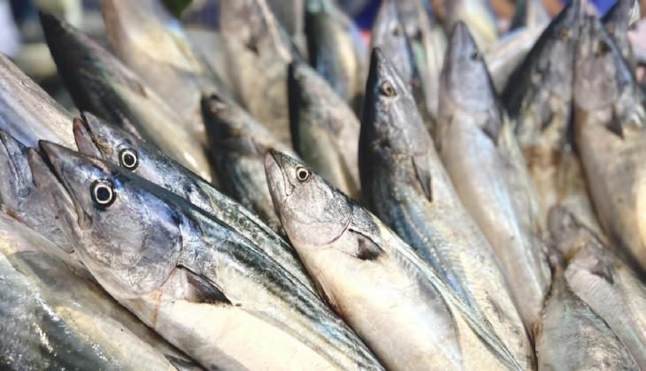 Migros’tan herkes balık yesin diye kampanya! Palamut 19.90 TL’den satışta…