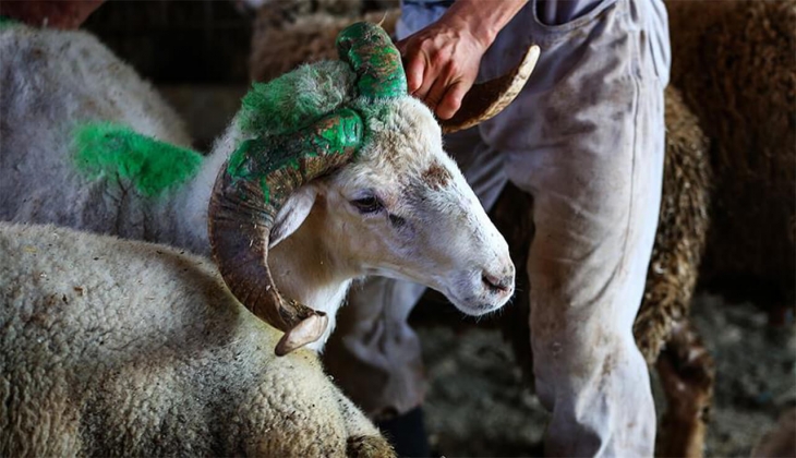 Kurban pazarlarında satılmayan hayvanları Et ve Süt Kurumu alacak!